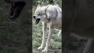 The she-wolf was protecting the girl, but the hunter didn't understand it 😱 