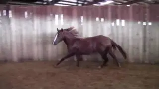 Shine Your Pistol 2015 mare