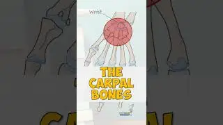 The Carpal Bones #anatomy #education