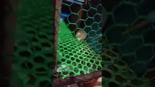 hamster eats 