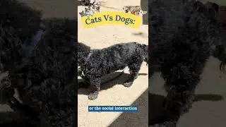 Cats Vs Dogs? The Science Has Spoken  #alzheimers