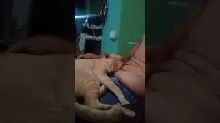My handsome Cat Relaxing time- #shortvideo