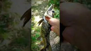 рыбалка осенью щука