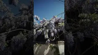 Цветёт Глициния