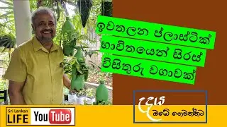 Episode 6: ඉවතලන ප්ලාස්ටික් භාවිතයෙන් එල්ලෙන වගාවක් (වන බිංදුව) | Hanging plants in recycled plastic