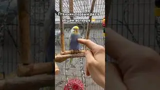 Птенчик в вольере 🤣