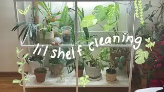 Spring Plant Chores!