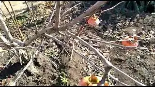 крым  . хурма на даче