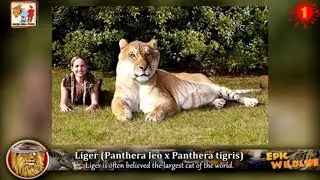 13 Amazing Animal Hybrids