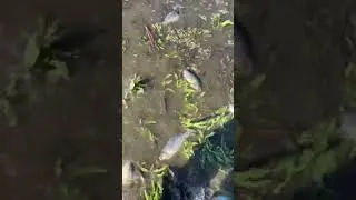 ТУТ ТОННЫ ЭТОЙ рыбы 