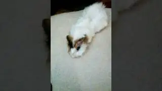 Вика кот😺