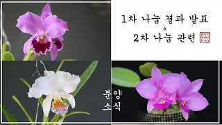 1차 무료 나눔 결과 그리고 2차 무료 나눔 이벤트 안내