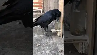 Crow and Water 💦🌊 Story.