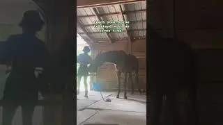 do it! #horse #equestrian #equine #horselover
