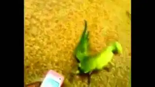 Funny parrot // Забавный попугай