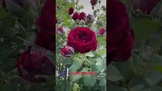 SCARLET ROSES  🥀