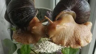 A Very Hungry Snails eating EGGSHELL on an Anthill (timelapse)