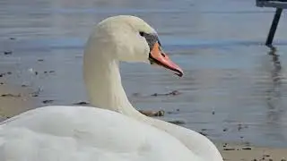 Galaxy S23 Ultra Video Test: 4K30, 10x zoom quality