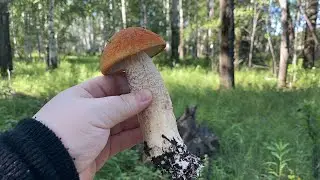 ПЕРВЫЕ ГРИБЫ 2024