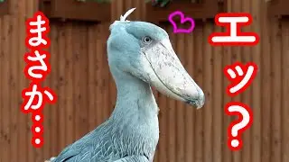 大好きな飼育員さんが来てくれて大喜びのハシビロコウふたばちゃん!【夏のふたば2024-37】Futaba,the Shoebill   Summer 2024-37