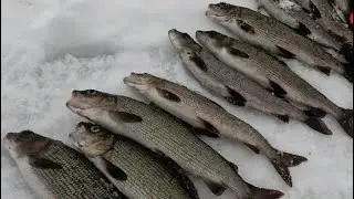 В ПОГОНЕ за ХАРИУСОМ!РЫБАЛКА на ПЯОЗЕРЕ и лесным ЛАМБАМ!Закрытие сезона 23/24.