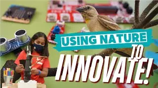 Biomimicry STEM Project in School