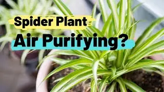 Can Spider Plant REALLY Clean and Purify the Air? (& HOW)