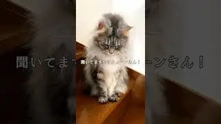 隠れてずっとこっちを見ている猫を問いただしてみた！/I asked the cat who was hiding and was always looking at me! #shorts