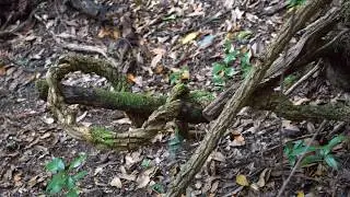 El bosque