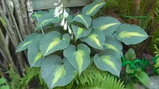 Хоста гибридная Сэйнт Пол (Hosta Saint Paul)