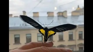 Очень необычный подарок - Тропические бабочки дома!
