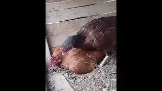 Induk Ayam Diajari Mengeram