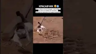 Млн лайк❤️тебе кот😍🔥