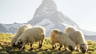 Valais Blacknose sheep in Zermatt | Valais Switzerland