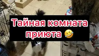 Приют для кошек. Комната номер 2