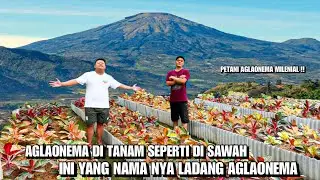 HAMPARAN LUAS ISI NYA AGLAONEMA‼️