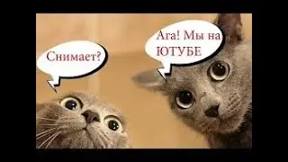 2 МИНУТЫ СМЕХА - Я РЖАЛ ПОЛ ЧАСА ПОСЛЕ ВИДЕО