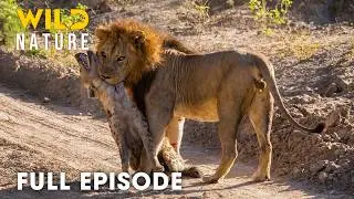African Savannah: Survival Battle from Deserts to Grasslands (Full Episode) | Animal documentary