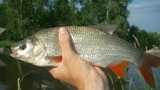 Весенний язь. Спиннинг на Исети [INFISHING, 2012]