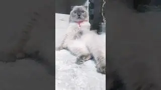 не выдерживаю.. ☺😇#cat#смешныекоты#шотландскаявислоухаякошка#котики#