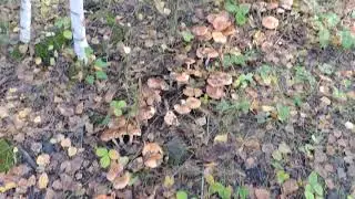 Ведьмин круг из грибов.
