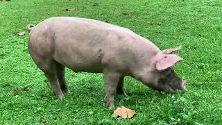 Pigs also eat grass 😂😂😂 Because it has nothing So pathetic🙂🙂