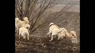 🐕 köpek 🌹