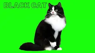 cat cartoon green screen video || CARTOON GREEN SCREEN || Bili green screen