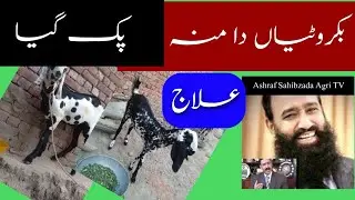 بکری کا منہ پک گیا علاج اردو ۔پوٹھواری Dr.Ashraf Sahibzada