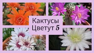 2024.Цветут Кактусы.5.серия