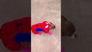 VID 20170521 WA0003 1