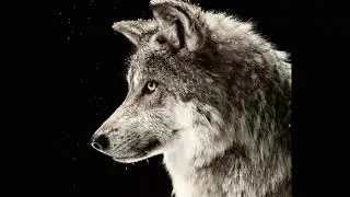 Wolf #wolf howling #howling