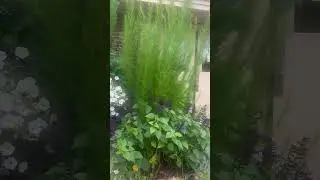 Beautiful flowers