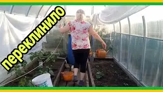 24/6 23 ПОДКОРМКА ДЛЯ ПЕРЦЕВ И ОГУРЦОВ. ЗАШЁЛ ЗАСКОК. ЖАБА ДУШИТ. НЕЖДАННО-НЕГАДАННО. ХУЖЕ НЕ БУДЕТ.